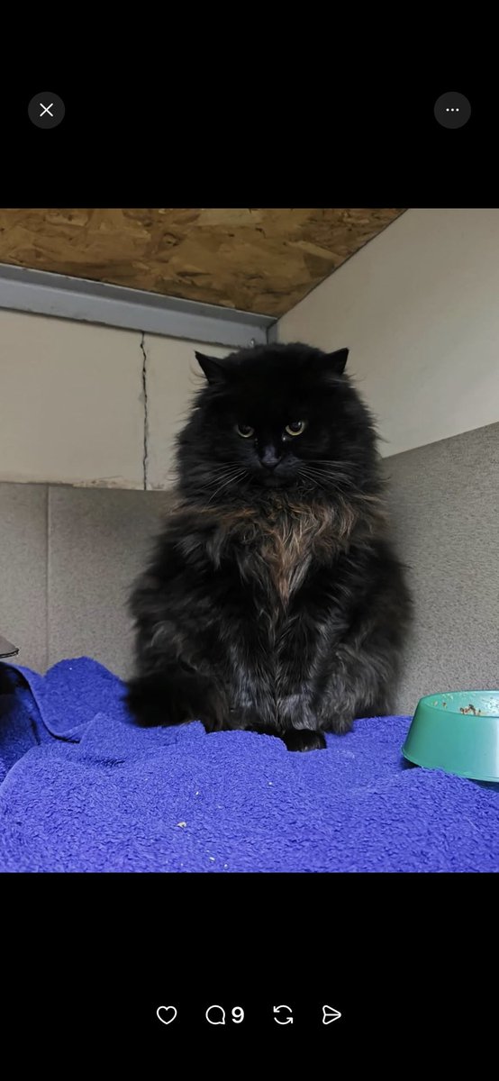 MironovaNatal17's tweet image. Показую її один раз, за тиждень вона їде назад на вулицю 

#Дрося
Волонтерське прилаштування! 
Дуже гарна, стерилізована, вакцинована від сказу.
Київ 
0502058936