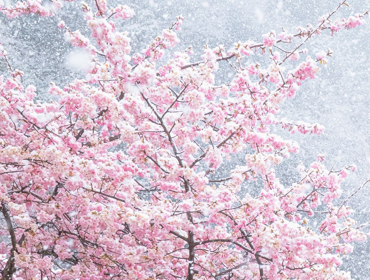 雪＠取引垢 tweet media