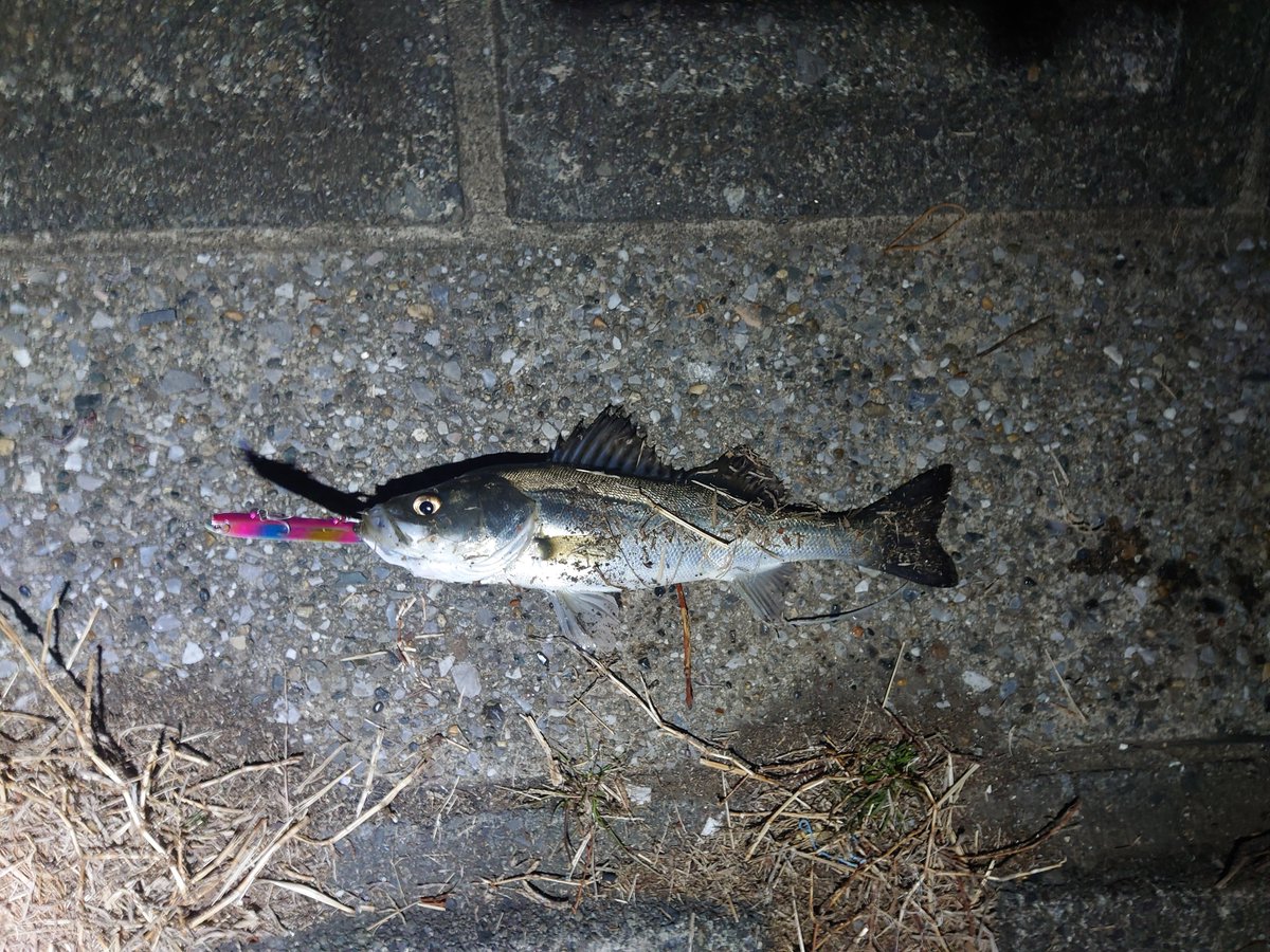 IMPOSSIBLE_rc's tweet image. 2026.02.05　後中潮初日

ヒットルアー：#DAIWA morethan #ヒソカ 120F SSR
ロッド：#MajorCraft #FIRSTCAST FCS-902ML
リール：#DAIWA #CREST LT3000-CXH

記録：36cm

バチ抜け開幕！　丁度1年ぶりにバチパターンで釣れました。
そして2月ボウズも回避！　今のとこ月一で釣れてる