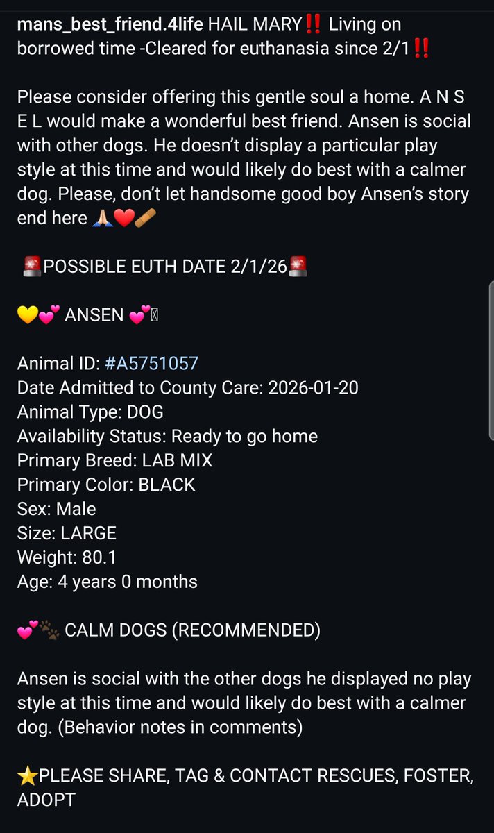 8415_n's tweet photo. ANSEN #A5751057
4yo.#Labrador mix #labradorrescue #labrescue
Wonderful, gentle boy, quietly observing & hoping for his #dogparent to choose HIM. The kind of dog ppl say they're looking for. #Euthlisted 1/2‼
#lancaster #lacounty #la #ca #socal #norcal #pnw
#FOSTER
#ADOPT
#PLEDGE https://t.co/yIWzfYSueP