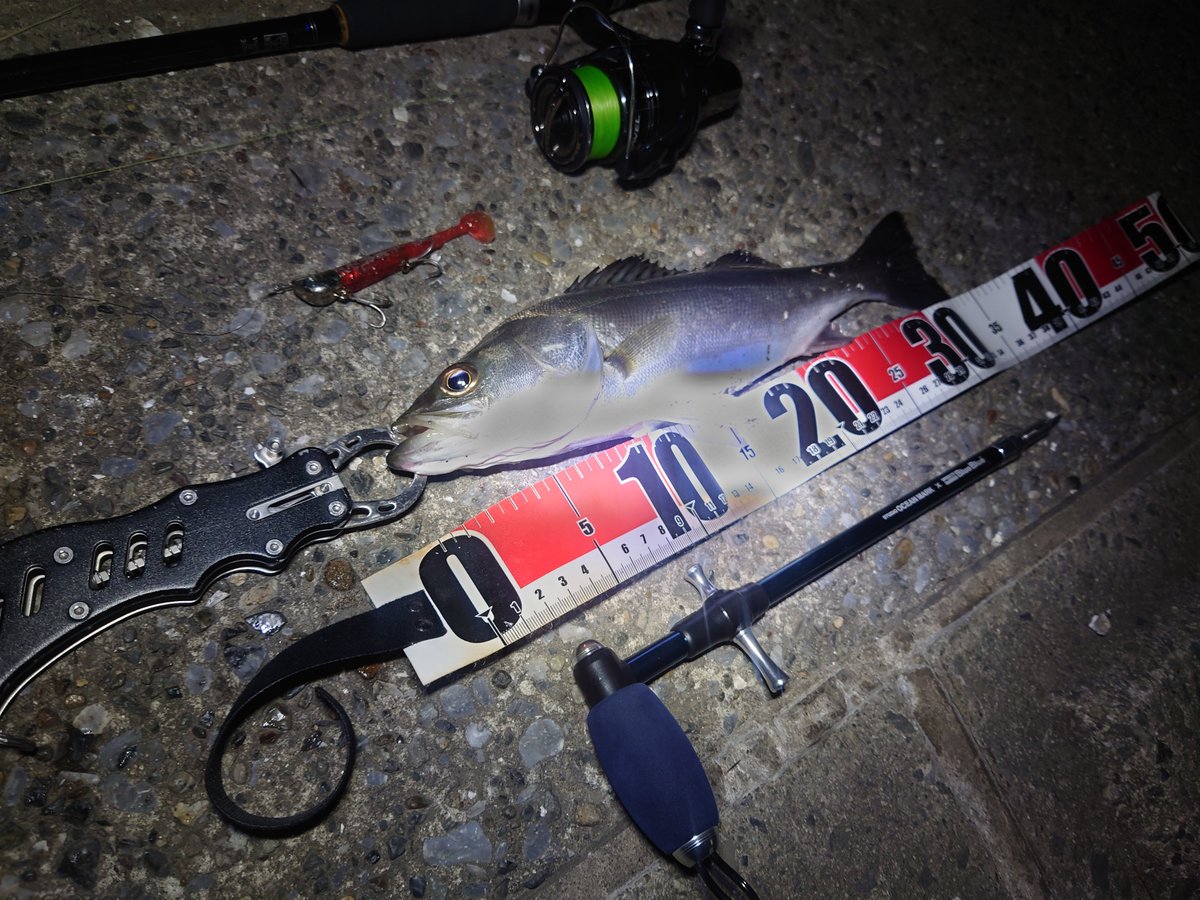 IMPOSSIBLE_rc's tweet image. 2026.02.06　後中潮2日目

ヒットルアー:#BlueBlue #ジョルティ mini14g
ロッド:#MajorCraft #FIRSTCAST FCS-902ML
リール:#SHIMANO #MIRAVEL 2500

記録:34cm

翌日はバチ抜けず…(1匹だけいた)ボトム付近かなと思ってワームを投げたら着底からの巻き始めで食いました
初BlueBlueルアーでシーバス！