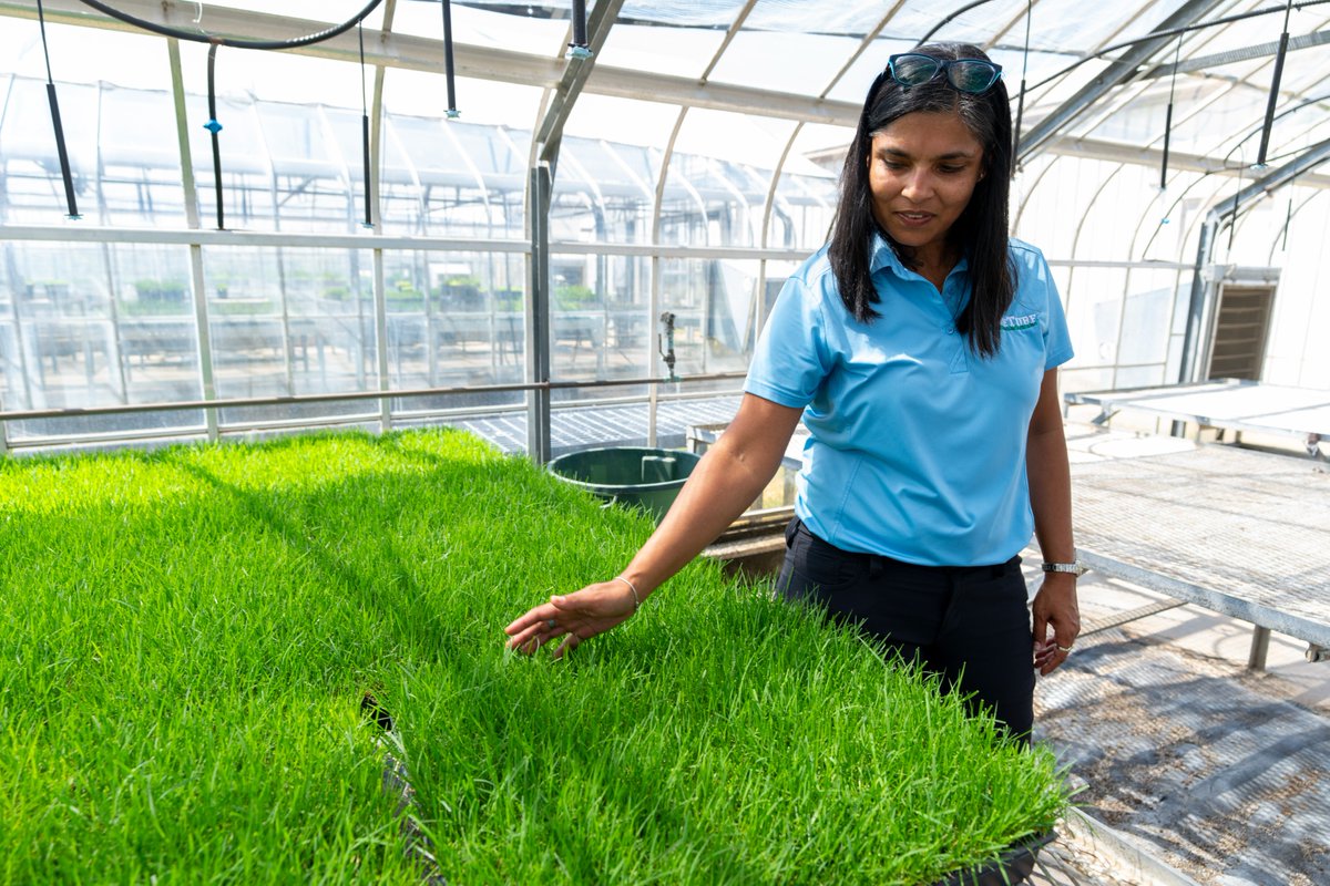 txresearch's tweet image. Turf grass is an essential part of many sports fields, lawns, parks and golf courses. See how AgriLife Research is working with other land-grant universities to improve turf grass varieties and management: nimss.org/projects/view/…

#SuperBowlLX #AgriLifeResearch #TurfGrass