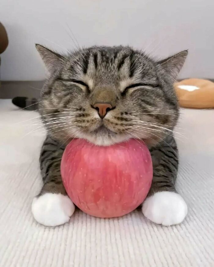 Thank you for your sacrifice Montgomery. We have secured the apple.

this catte is holding an april🍎 in its hands☺️