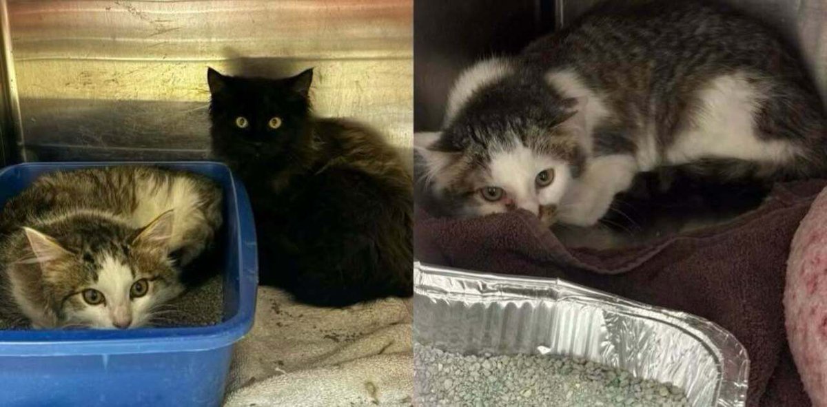 Cobb County Kitties tweet media