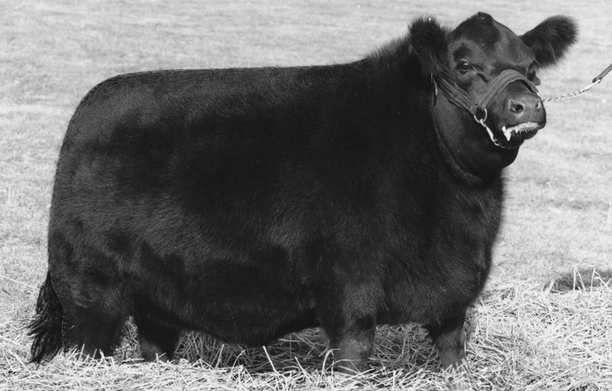 Una gallina tiene 300 pollitos por año.
Una cerda, 30 lechones por año.
Una vaca, 1 ternero por año.

Terminar un pollo lleva 45 días.
Un lechón, 150 días.
Un novillo, 2 años.

Un kilo de pollo se hace con 1,8 kg de maíz.
Uno de cerdo, con 3.
Uno de novillo, con 7.