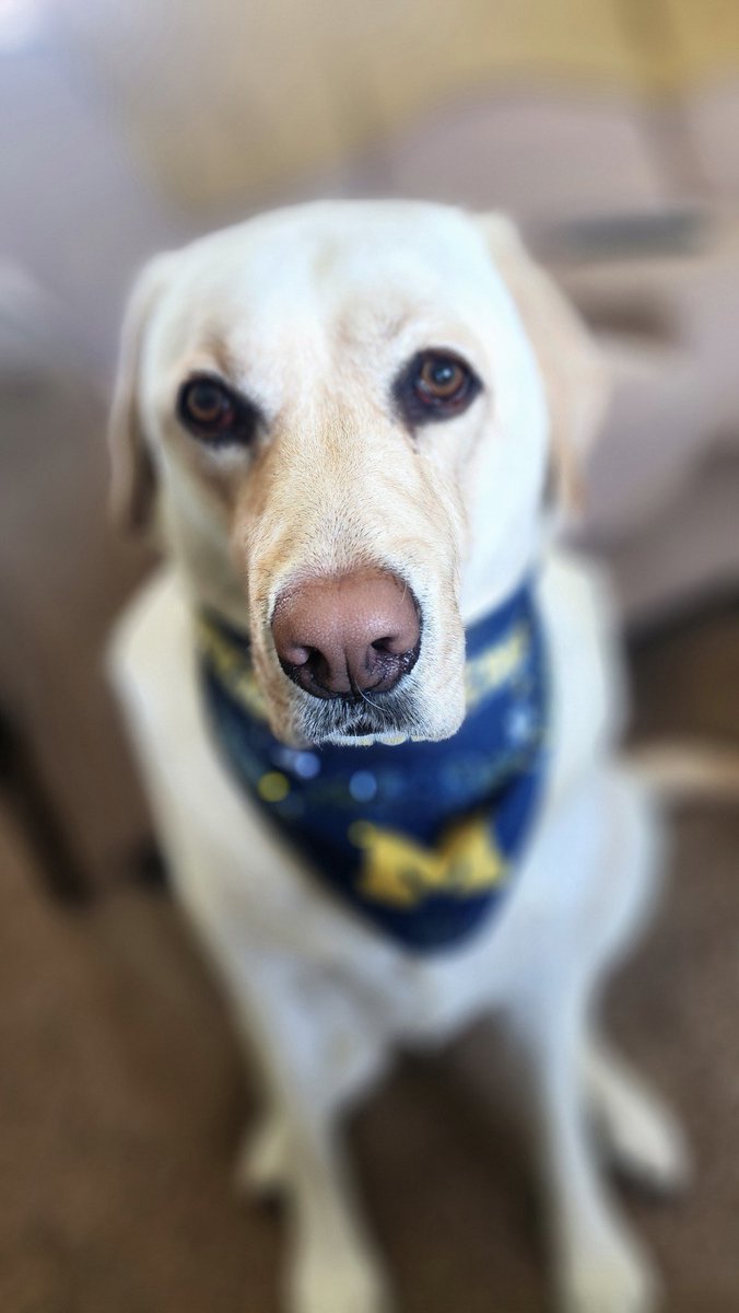 My Chaplin says  "GO BLUE"!!
Enjoy your Super Bowl Sunday.