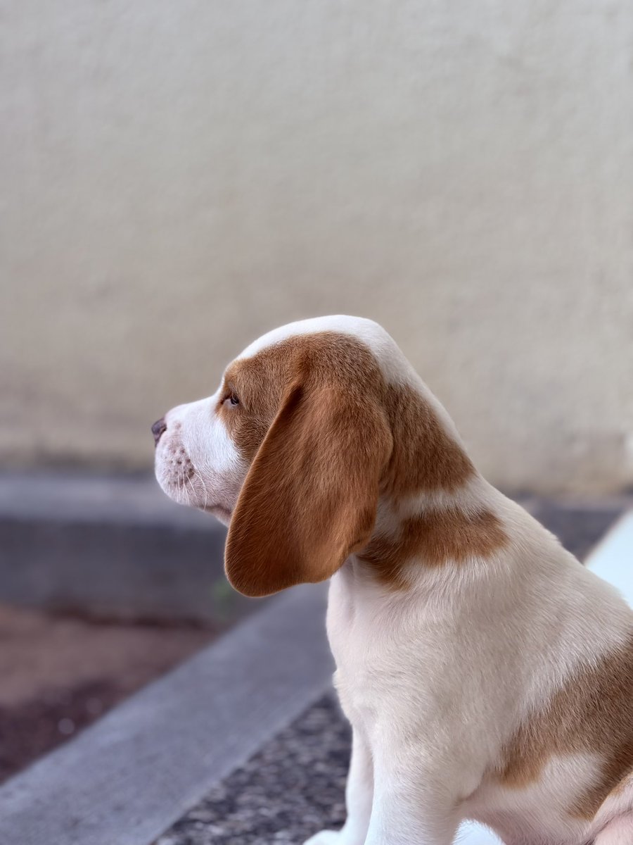 jurídico beydele🐝🍷💜 tweet media