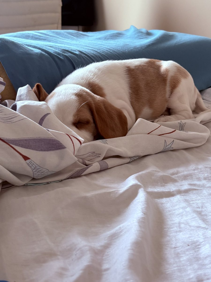 jurídico beydele🐝🍷💜 tweet media