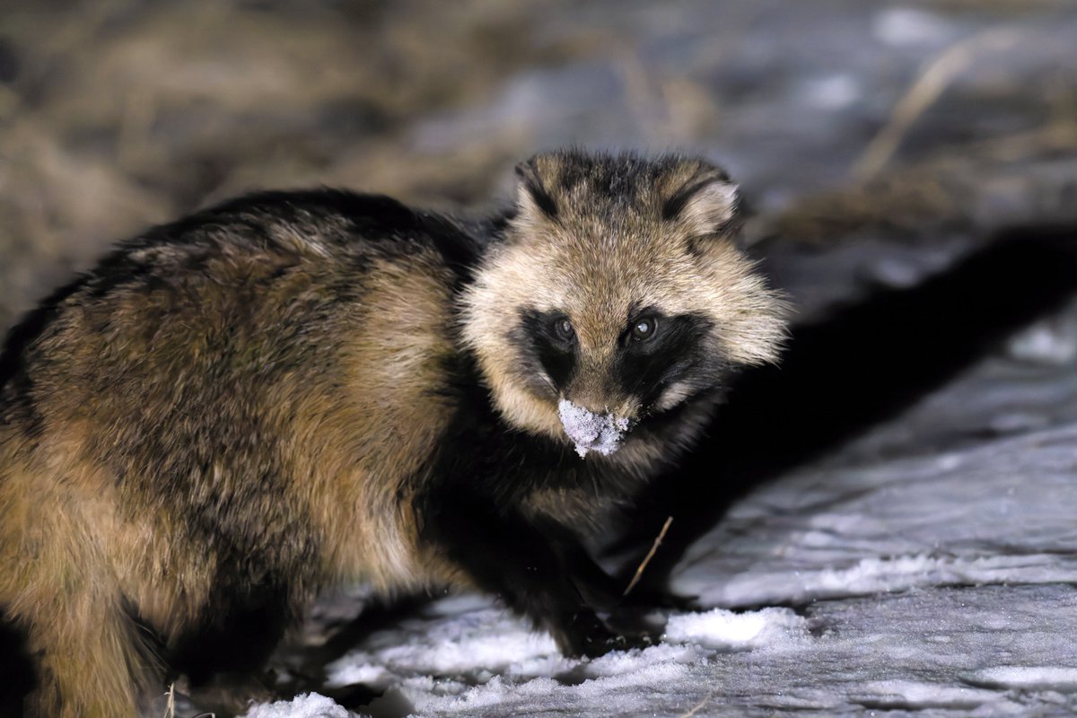 どどどぽんぽこのタヌキ探し (@dddtanuki) / Posts / X