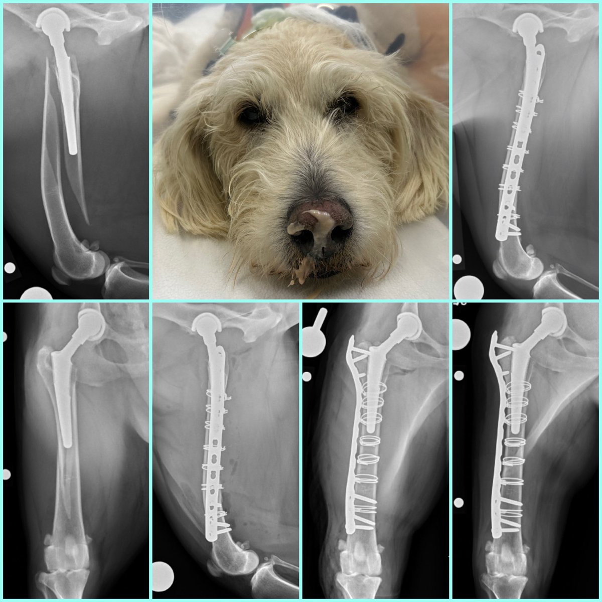 Dr. Karen Perry DECVS MSc Vet Ed tweet media