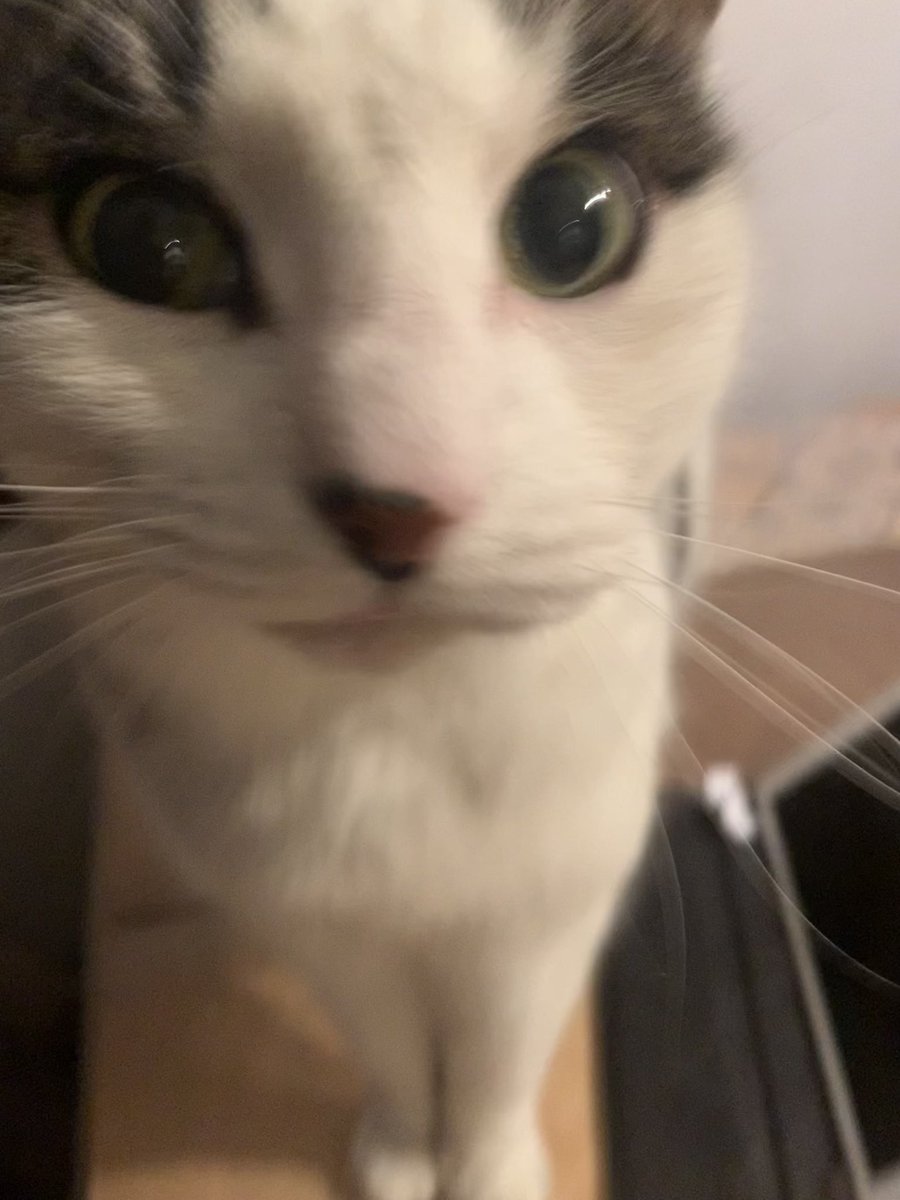 TheCatNamedMags tweet media