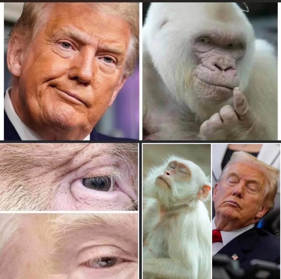 Alexx_Petty's tweet photo. @realDonaldTrump couldn’t find one of your wife because these apes are American https://t.co/o4R3elstPN