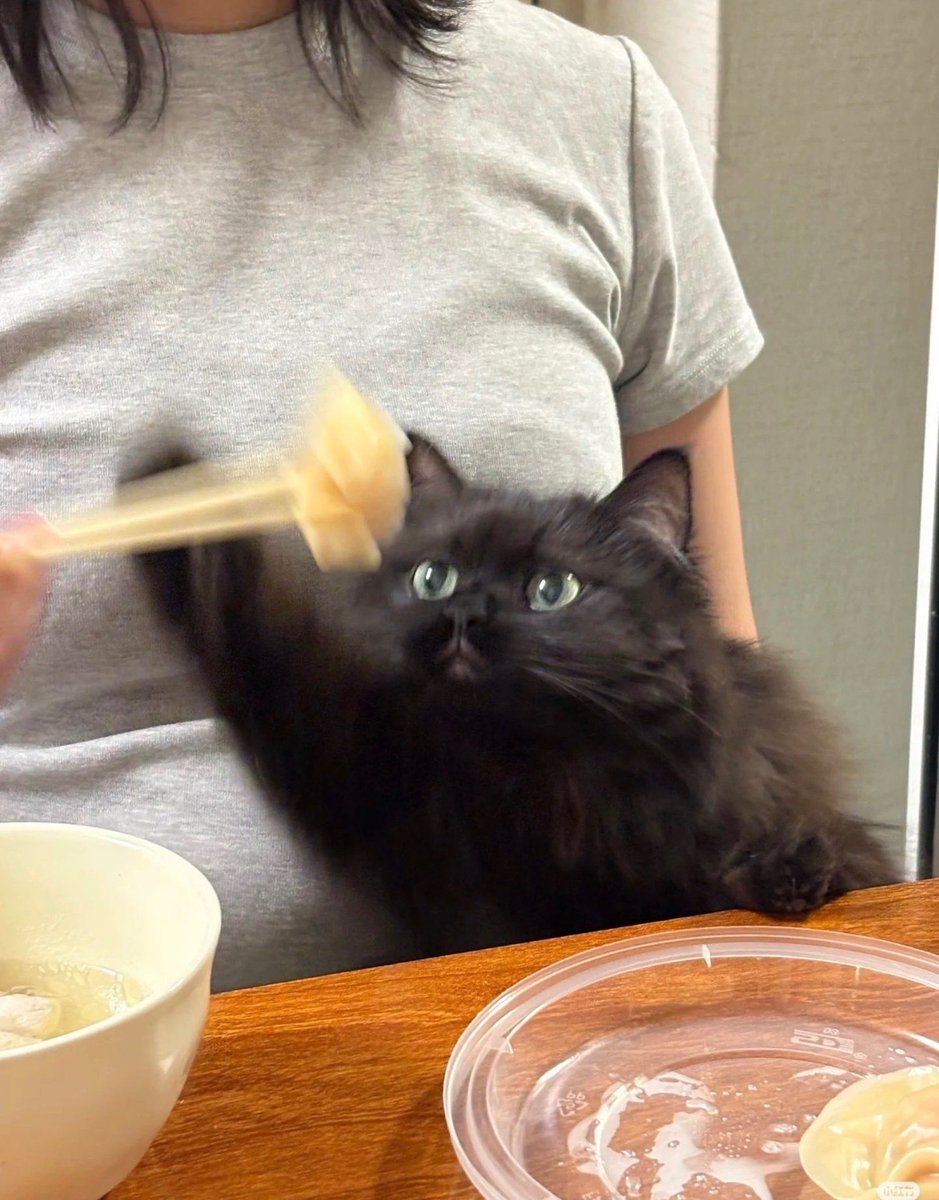 contents that ll heal your depression 🌻 (@catshealdeprsn) on Twitter photo 