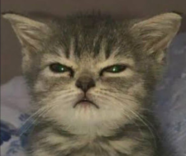 ricky as cats tweet media