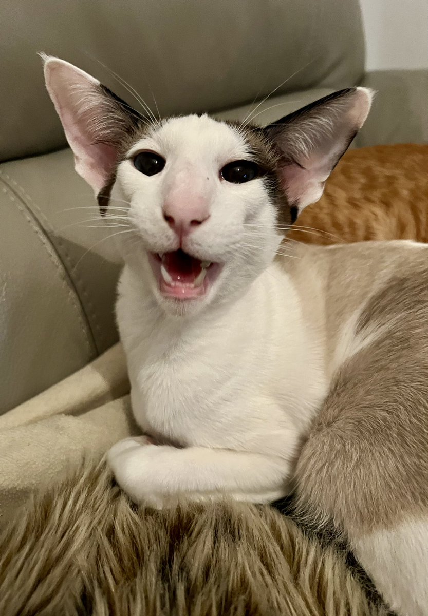 DeejCat tweet media
