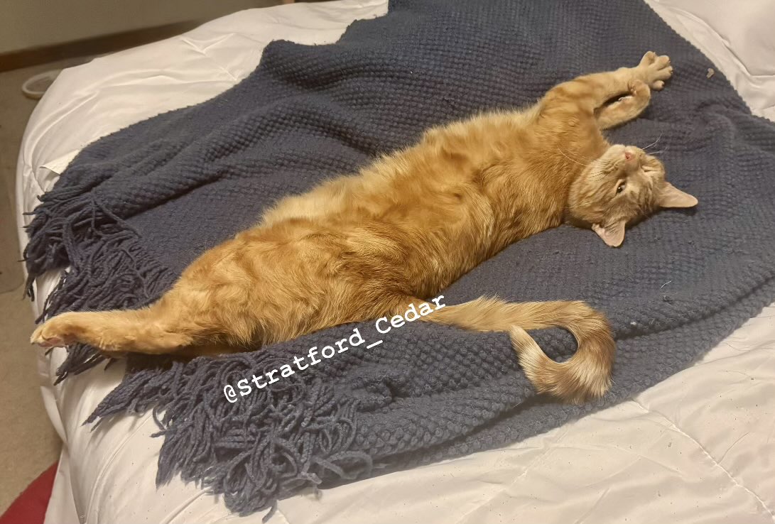 All together now… 

BIIIGGGG STREEEETTCCHH!!

I is long boy! 

-Stratford 🧡