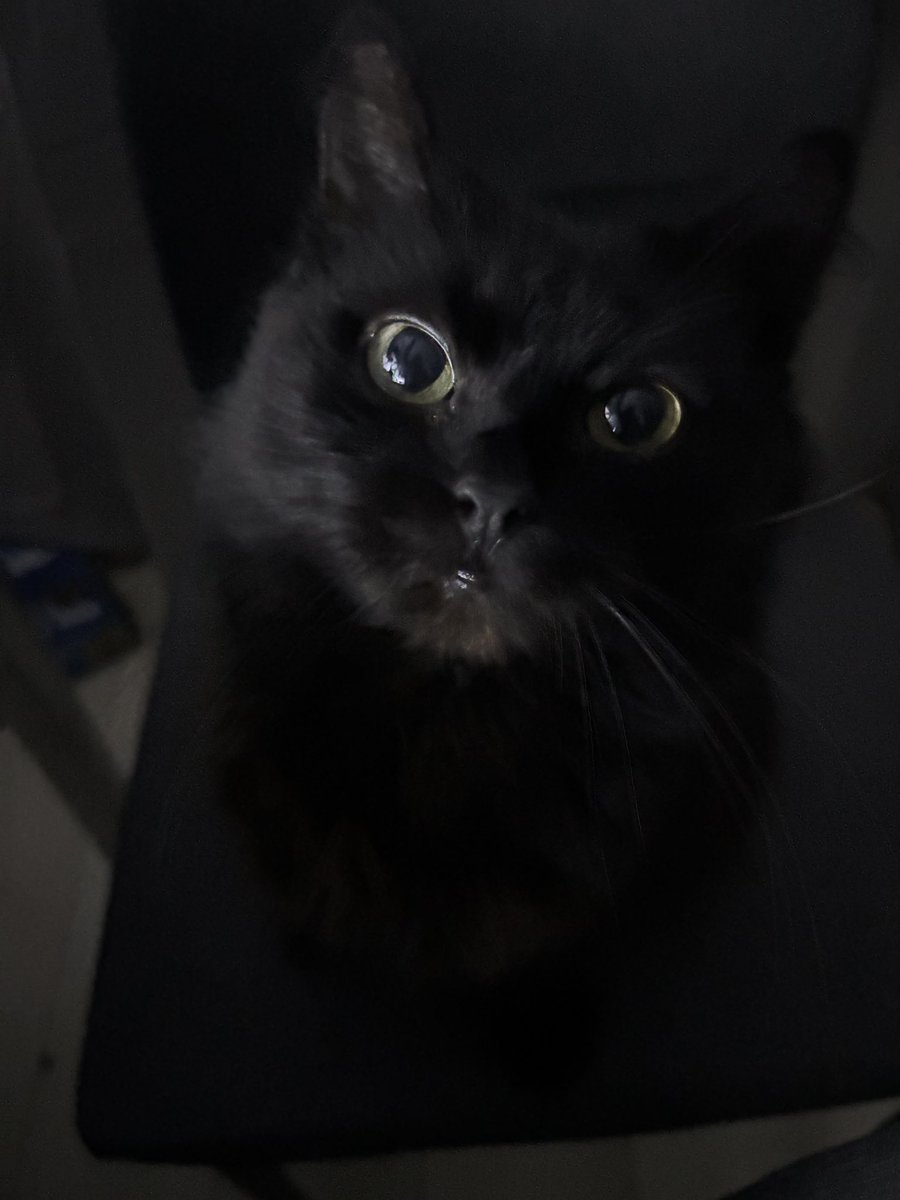 Angelica Shalagina🇺🇦 tweet media