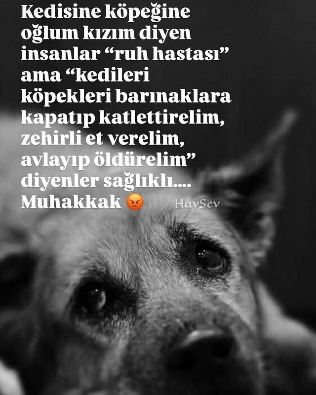 <a href="/cenkerenonline/">Cenk Eren</a>