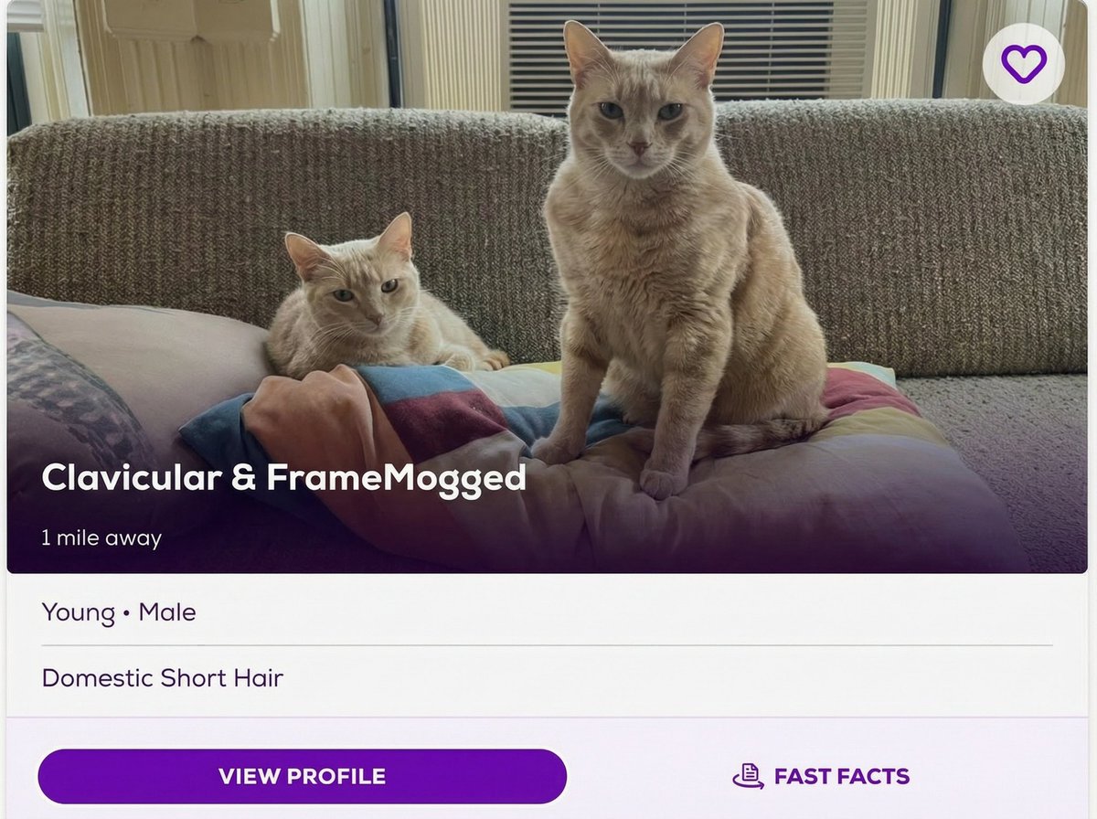 Wirelyss 👁️‍🗨️💫 tweet media