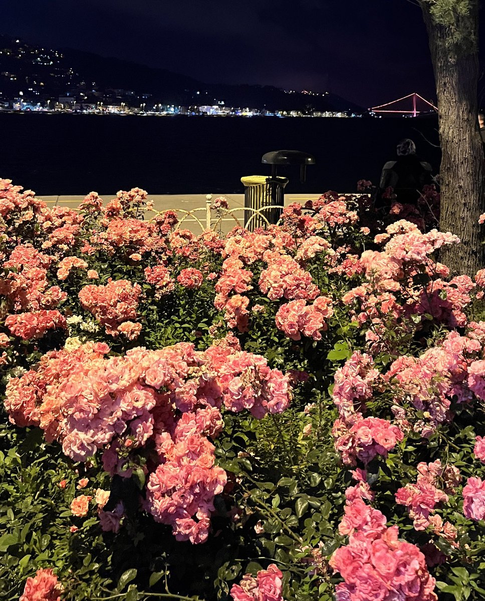 DytKaderiko's tweet photo. benim hayatım da bir gün çiçek açacak mı? https://t.co/eutlVc6EhT