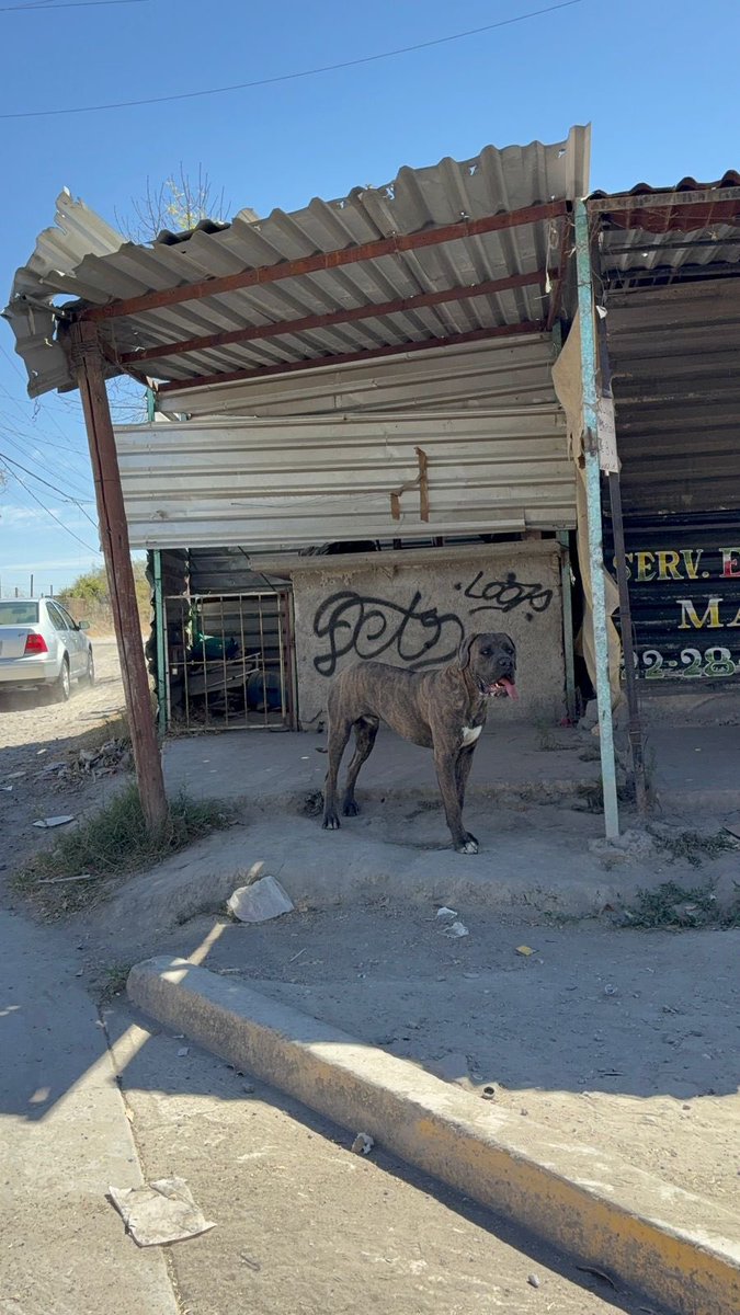 Comparto mensaje: 

Perrito perdido en Periférico entre 24 sur y Blvd. Valsequillo.
Ayúdenme a difundir para que este mensaje llegue a sus dueños y regrese a su casita.