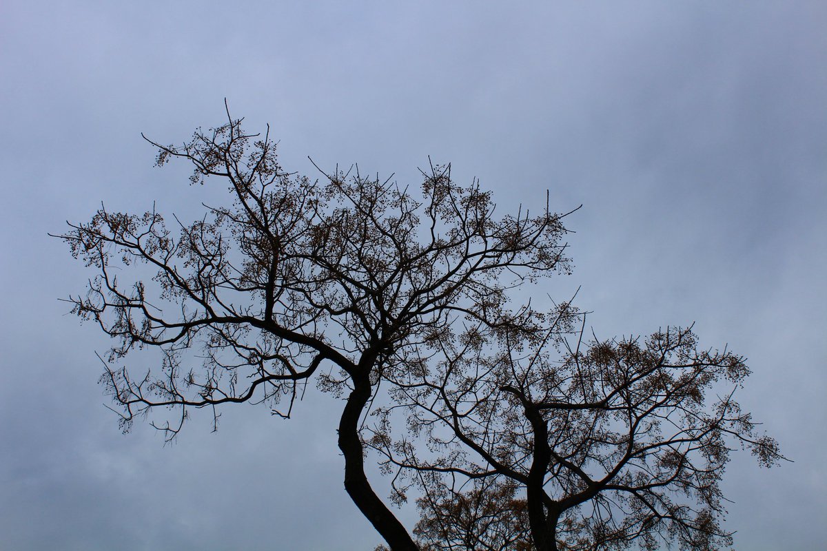 Yel estikçe dalgalanır dalları
Türlü türlü sadâ verir ağaçlar
Tertip olmuş kuğu gibi dilleri
Türlü türlü sada verir ağaçlar

Âşık Veysel Şatıroğlu