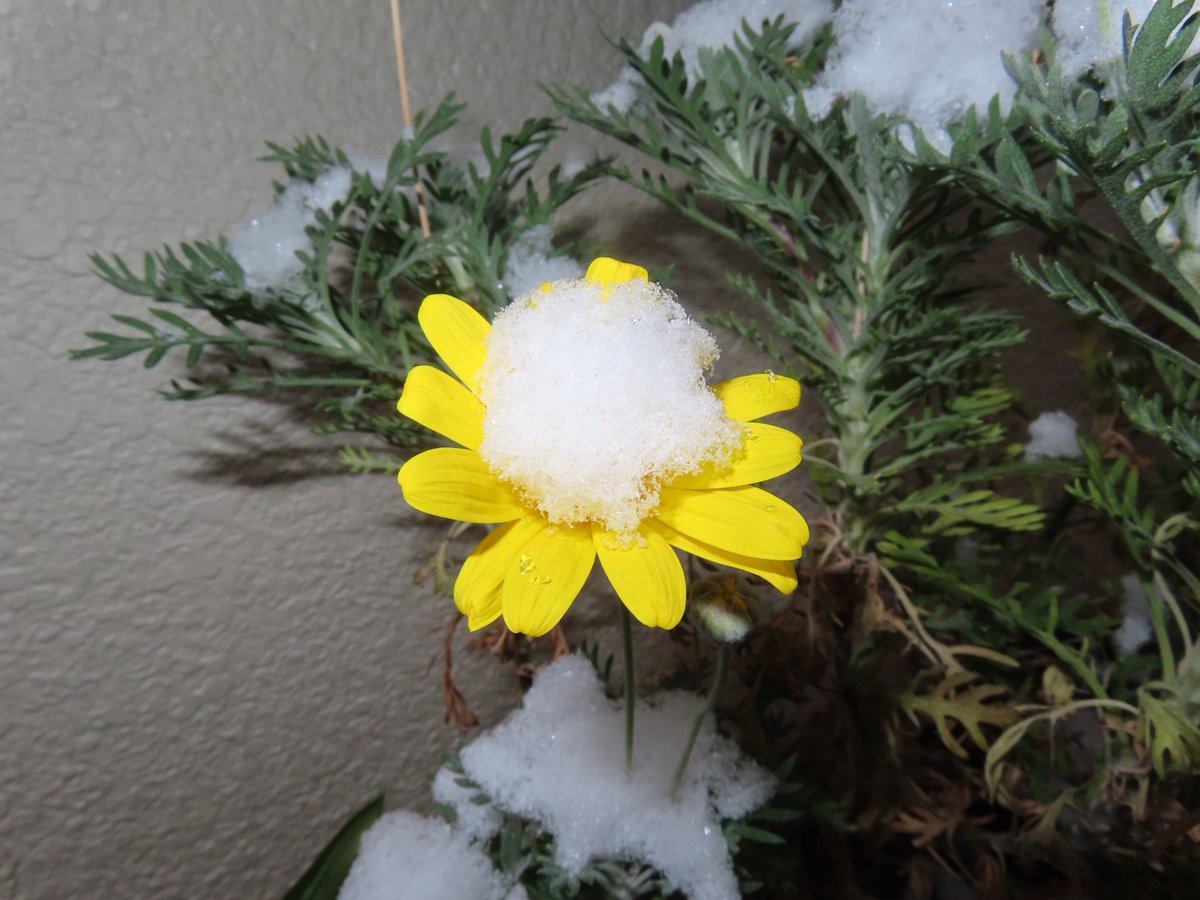 killlll06's tweet photo. 雪・花・チェンソー https://t.co/JduBMsJNsO
