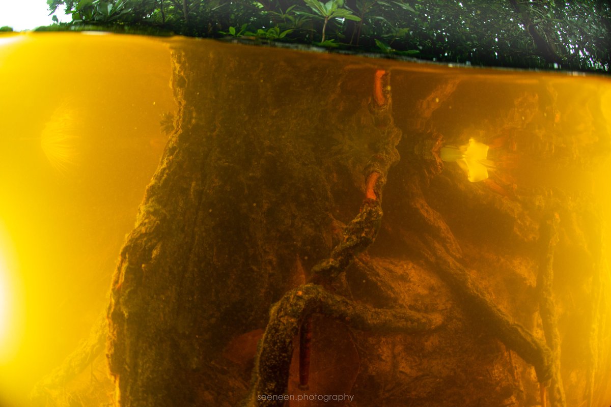 L. Gan Boda Fengada - Paree Fen'gandu
Laamu Atoll Gan Maldives.
#mangroveecosystem #Maldives