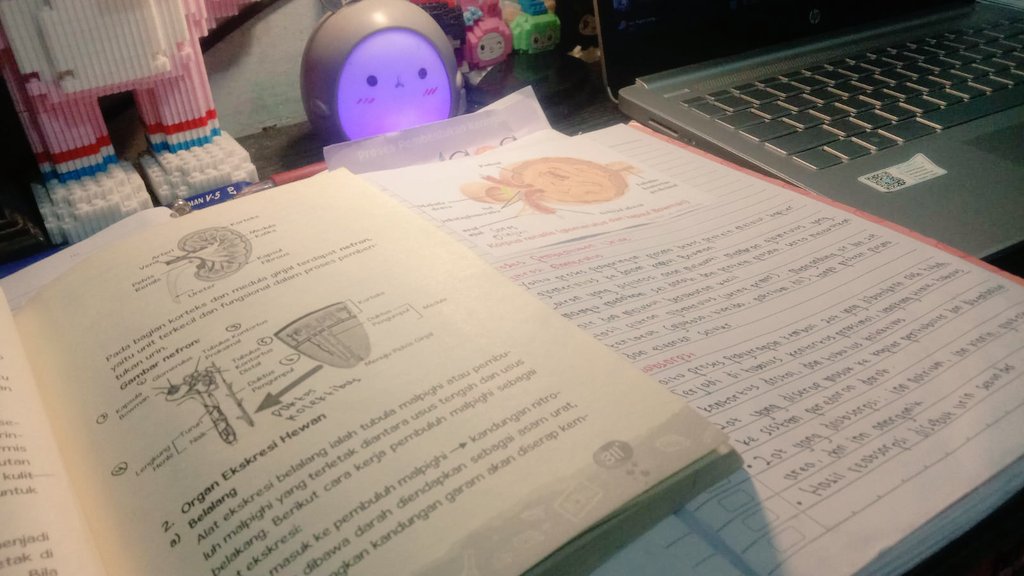 elπn²⁷🧝 tweet media