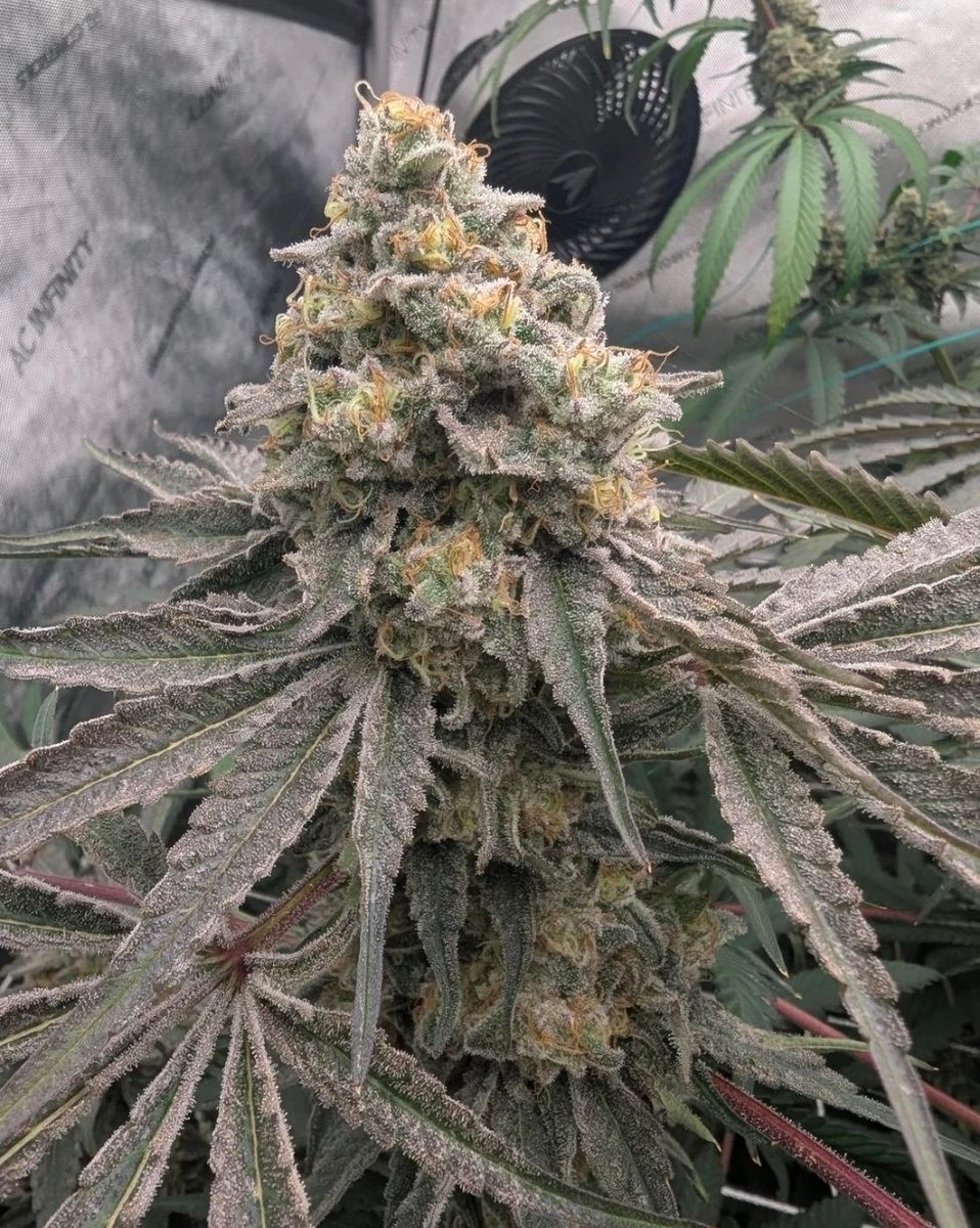 UprootCannabis's tweet photo. 📸Zomps https://t.co/bmc7wQGsFZ