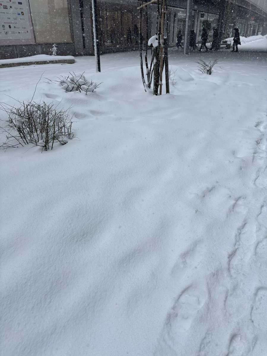 zifa_sky's tweet photo. 雪満喫 https://t.co/tQprkjKZFX