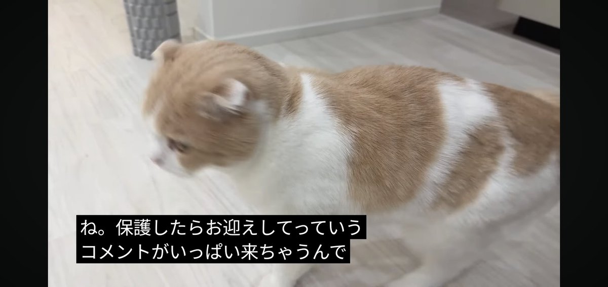 フォウ (@EMs5B5rXk3nxWbS) / Posts / X