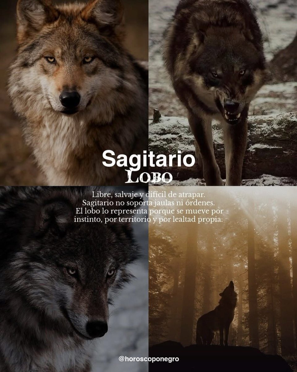 ▲SAGITARIO▲ tweet media