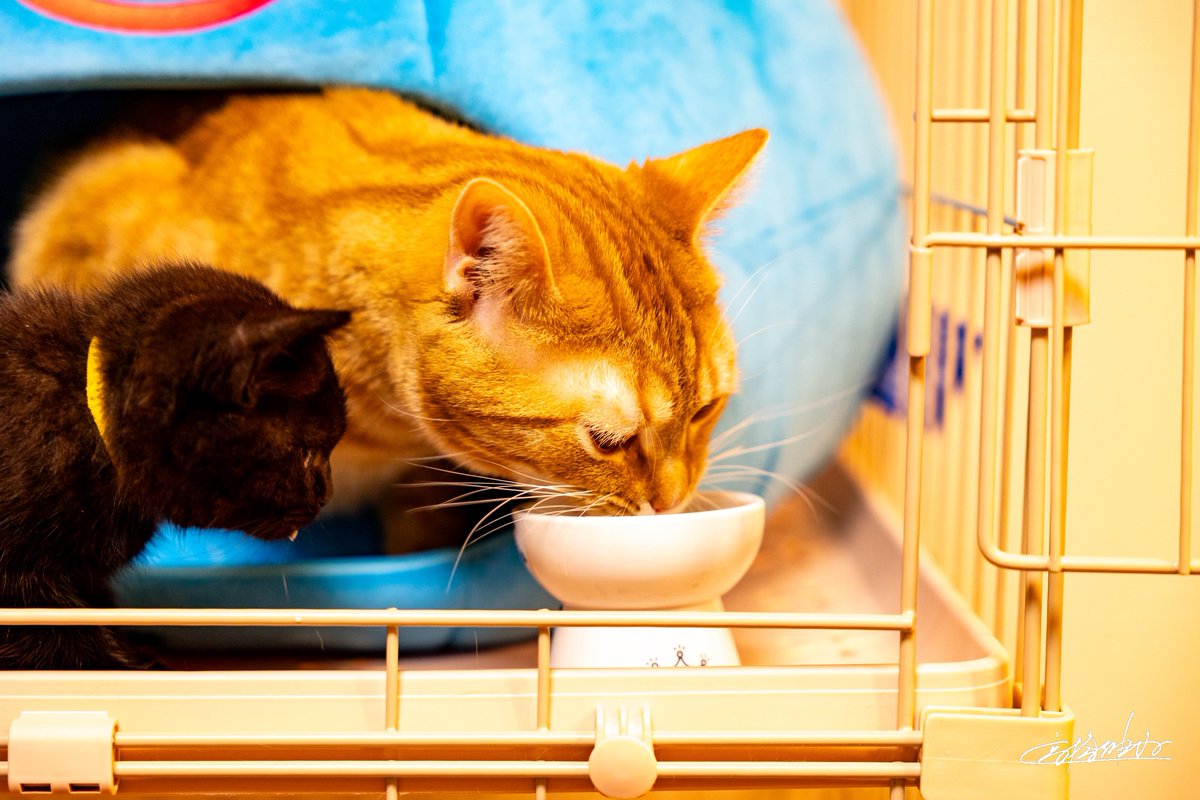 アメリカンショートヘア