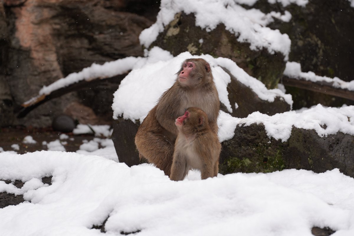 雪降ってだいぶ戸惑ってた
#ズーラシア