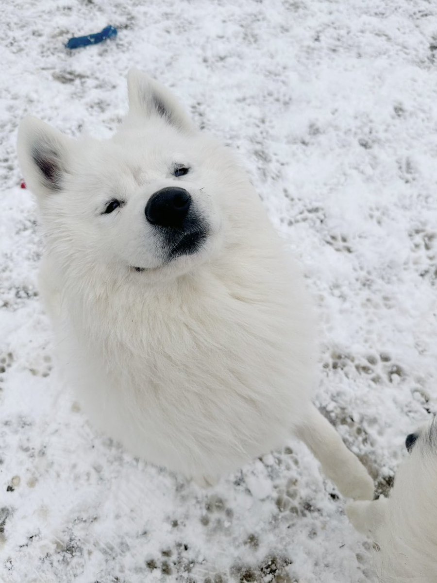 かわいすぎるワンズ×雪を皆さんにお届け🫶🏻