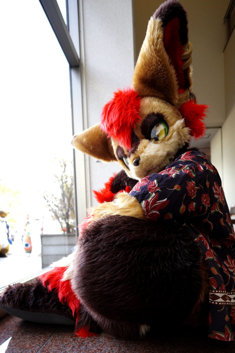 IBMPCATi386SP6a's tweet photo. #JMoF2026
アルファ君（オーナー：ぺくら様 @pecula_ ）
窓辺で素敵なポーズをとってもらいました。
ありがとうございました。

追伸：オーナー様宛てにDMを送らせていただきました。
アルファ君の他のお写真も入っておりますので、お気づきの際にご確認いただけますと幸いです。 https://t.co/hO6QWcj5e7