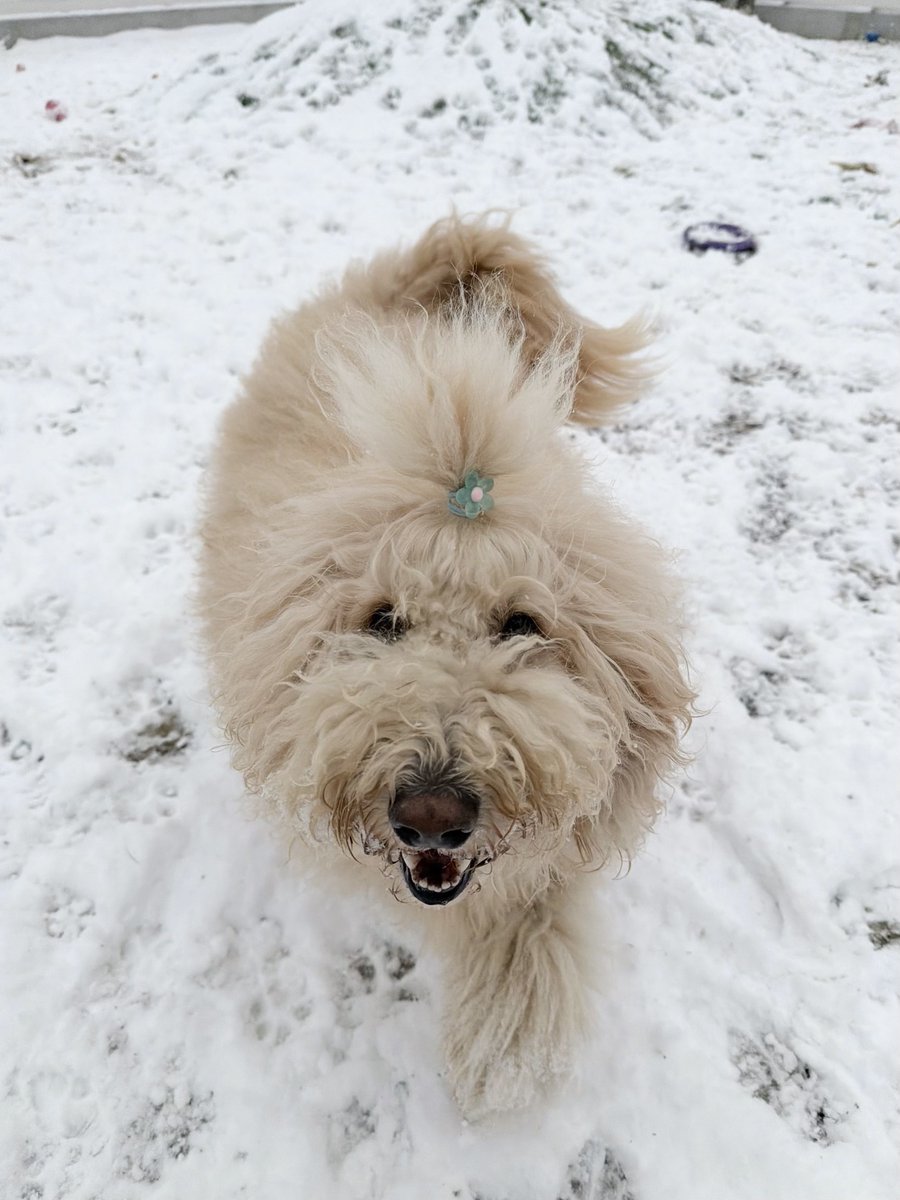みんな雪がよく似合うね☃️