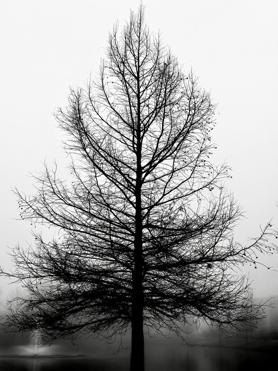 SecureCypher's tweet photo. Sunday
08.02.26
Mood: FOG

📸🔳📸 https://t.co/FjiiW17qEQ