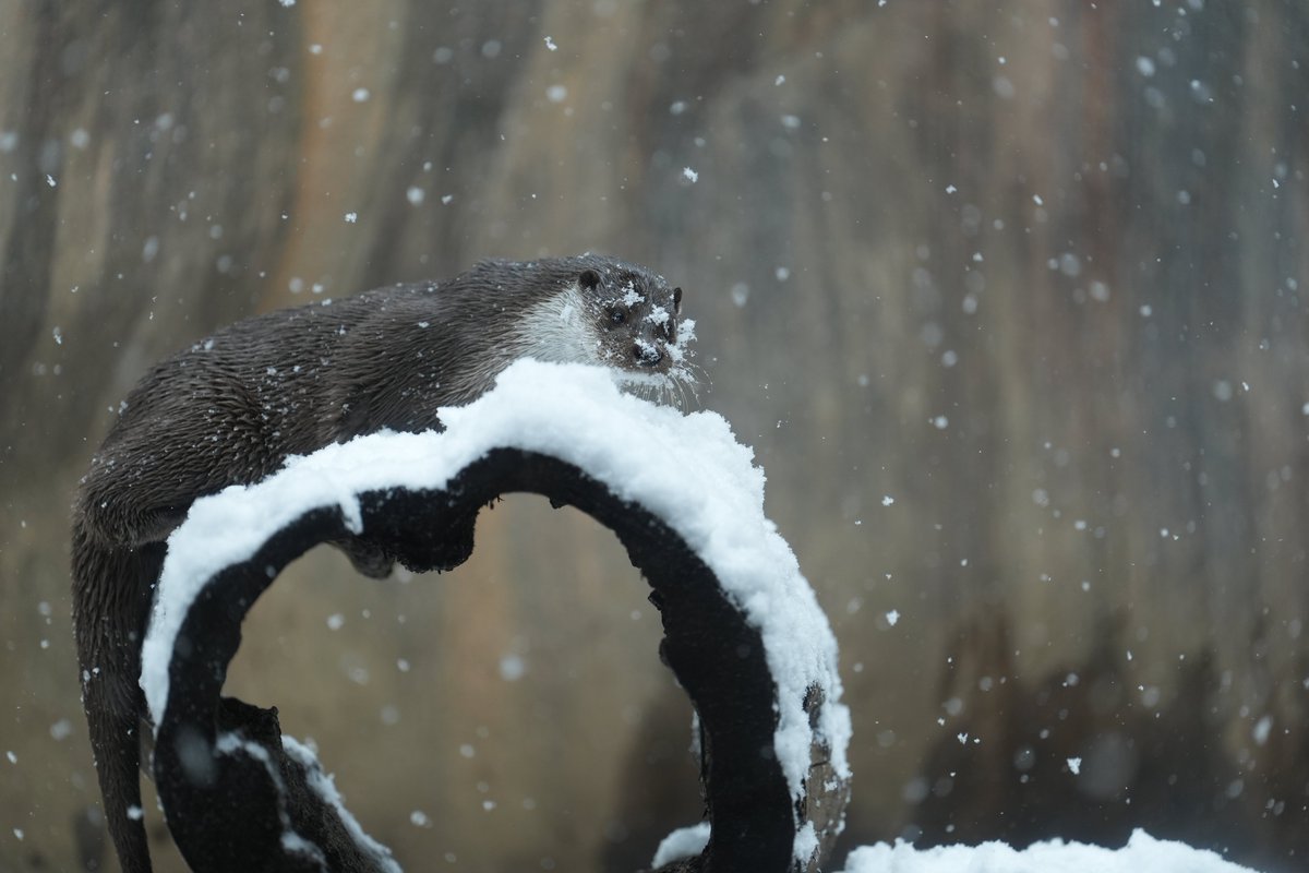 顔の雪とか気にしない
#ズーラシア
