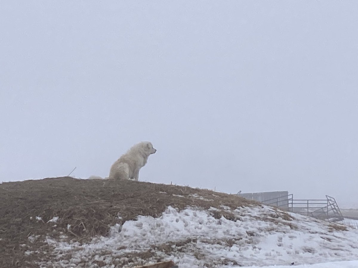 SundanceFarms's tweet photo. Old warrior looks into the fog for potential predators. #NoView #ListensToo #NameIsPolar https://t.co/0LwGgG2Plh