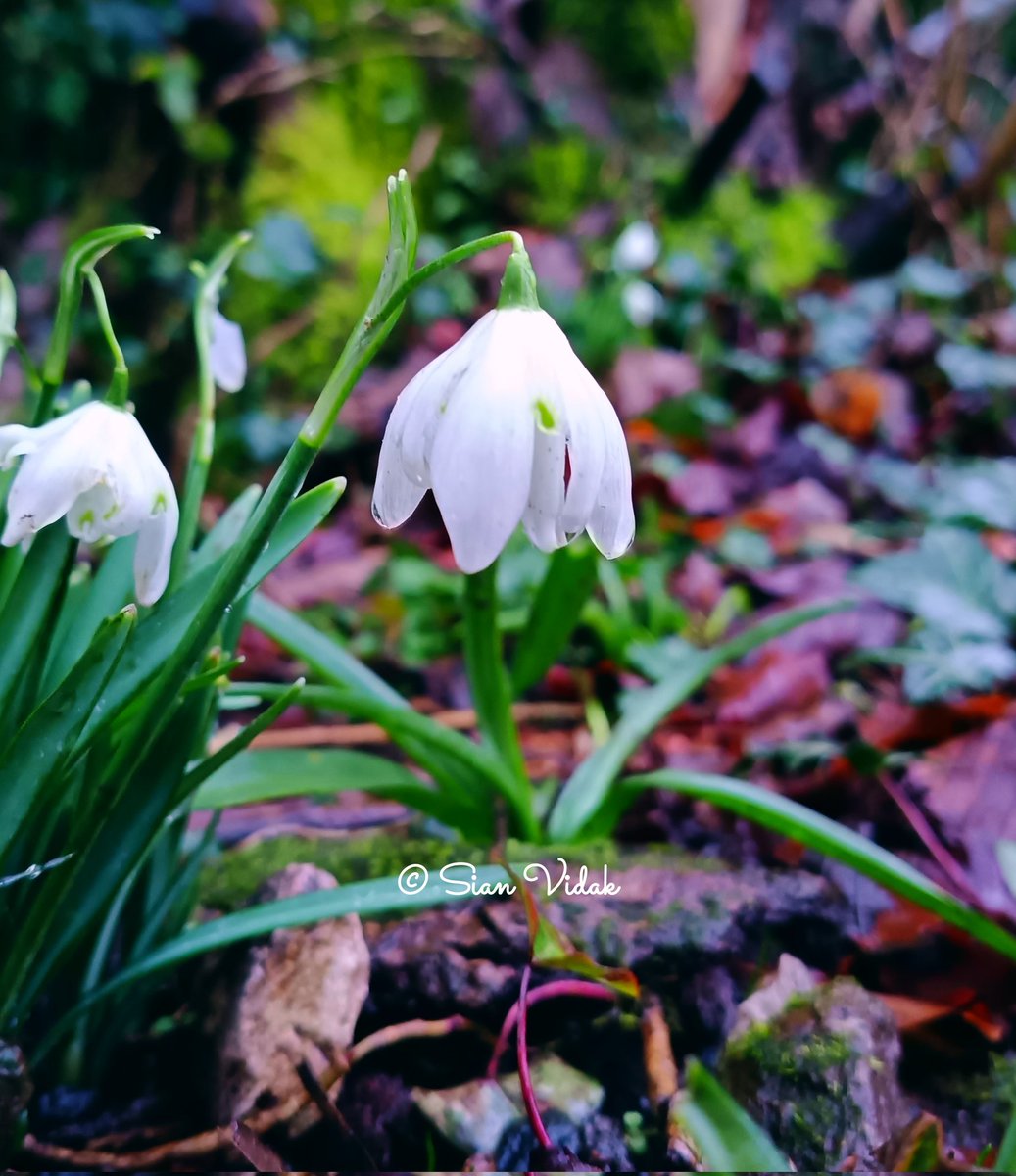 SianVidak's tweet image. I was woken up by a Tawny Owl in the early hours, it was pure joy and excitement, so I sat with the window open, just listening. Then a woodland walk with my 4 legged friends. Less is more.
#walking #birds #simplelife #blessed
