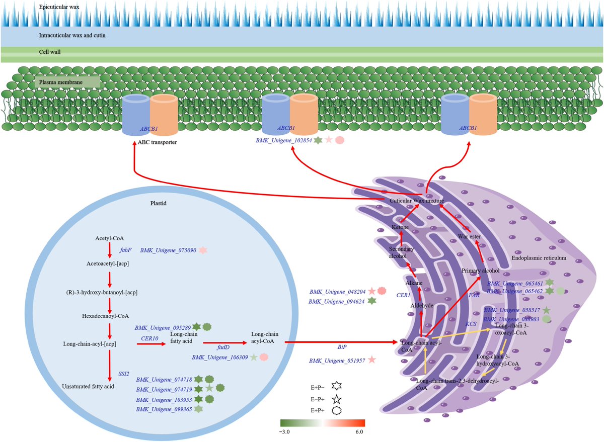 GrassResearch's tweet photo. #GrassResearch #PlantMicrobeInteractions #CuticularWax #DiseaseResistance
Epichloë endophyte modifies Achnatherum inebrians cuticular wax under Blumeria graminis infection via key biosynthetic genes.
@MaximumAcademic @iLZU1909
Details: https://t.co/KvkK7sSXtn https://t.co/HD7yEz5mGe