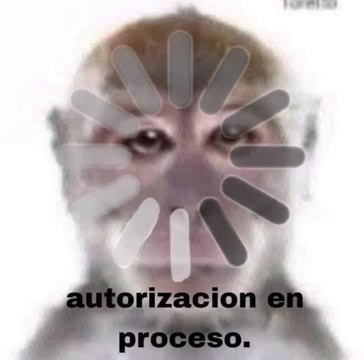 Piloto Memes Latino tweet media