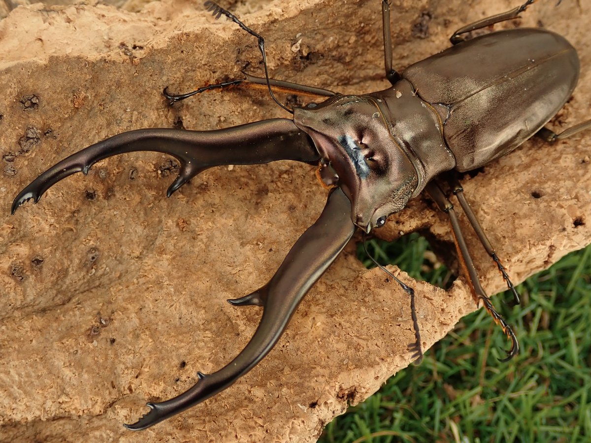 さあ、インペラトールホソアカを始めよう！！