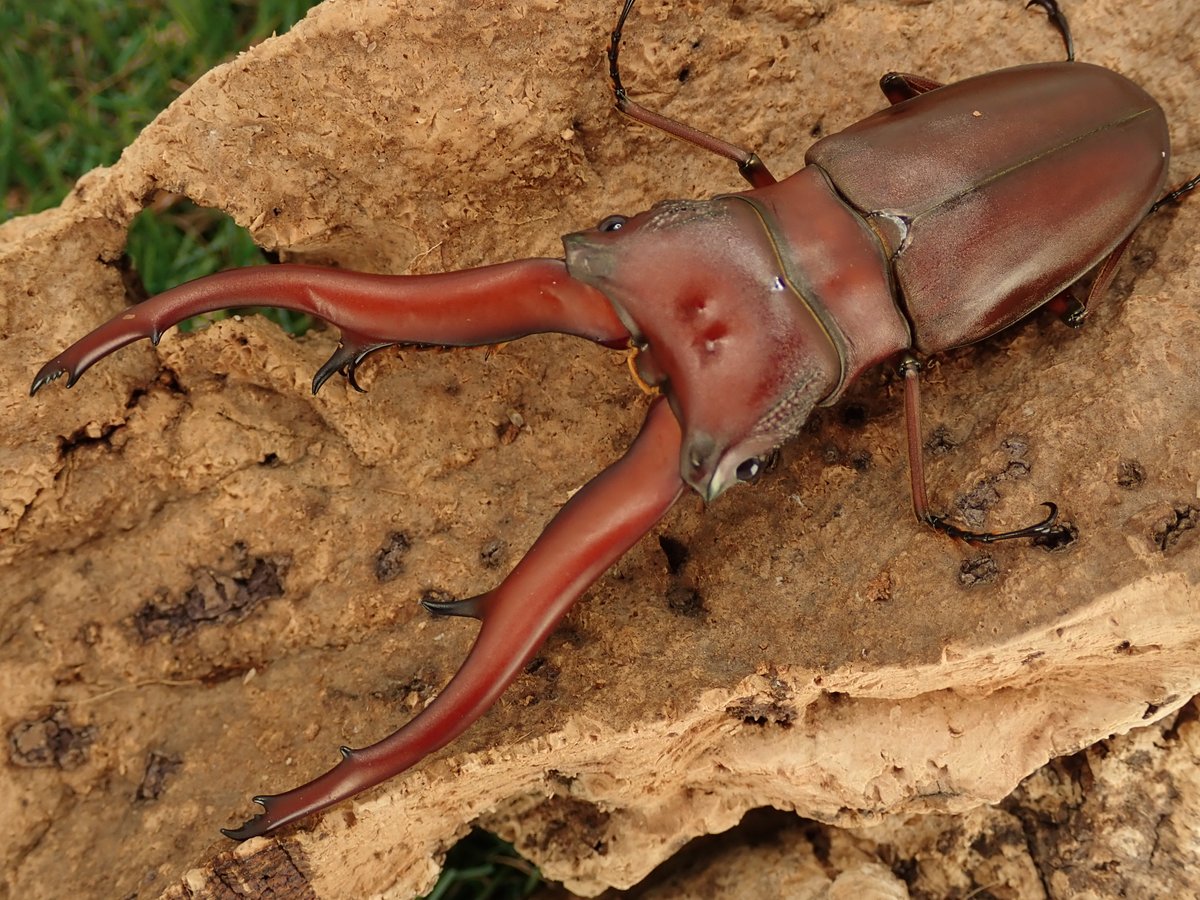 さあ、インペラトールホソアカを始めよう！！