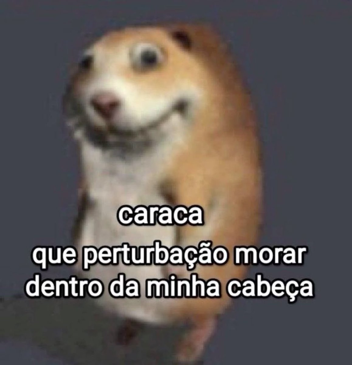 perfil dedicado a gatinhos e peitos tweet media