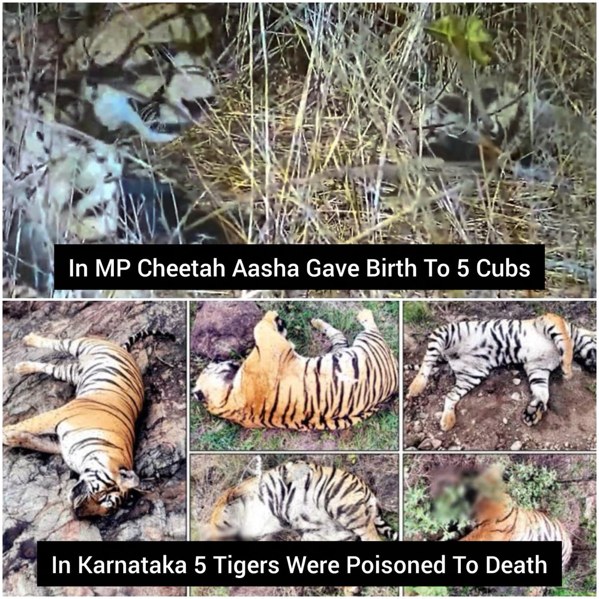 Both news ignored by animal lovers because they happened in the wrong states...