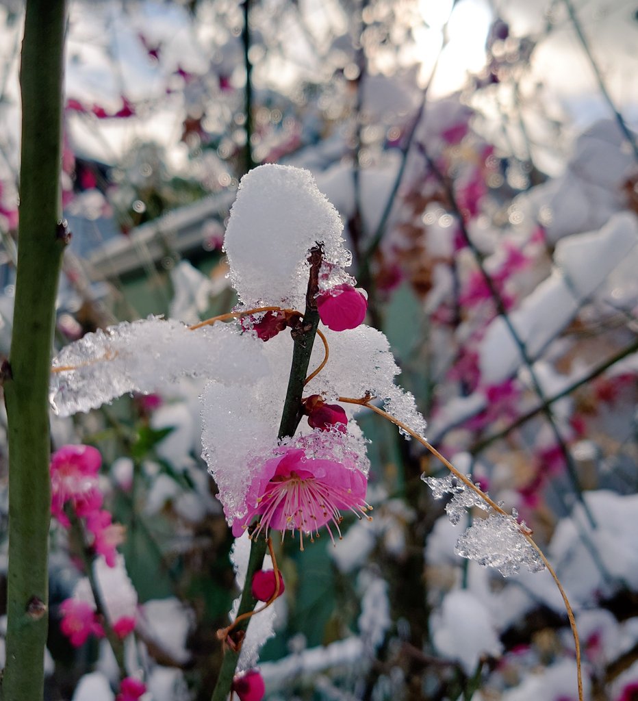 miel🌈⛩️ tweet media