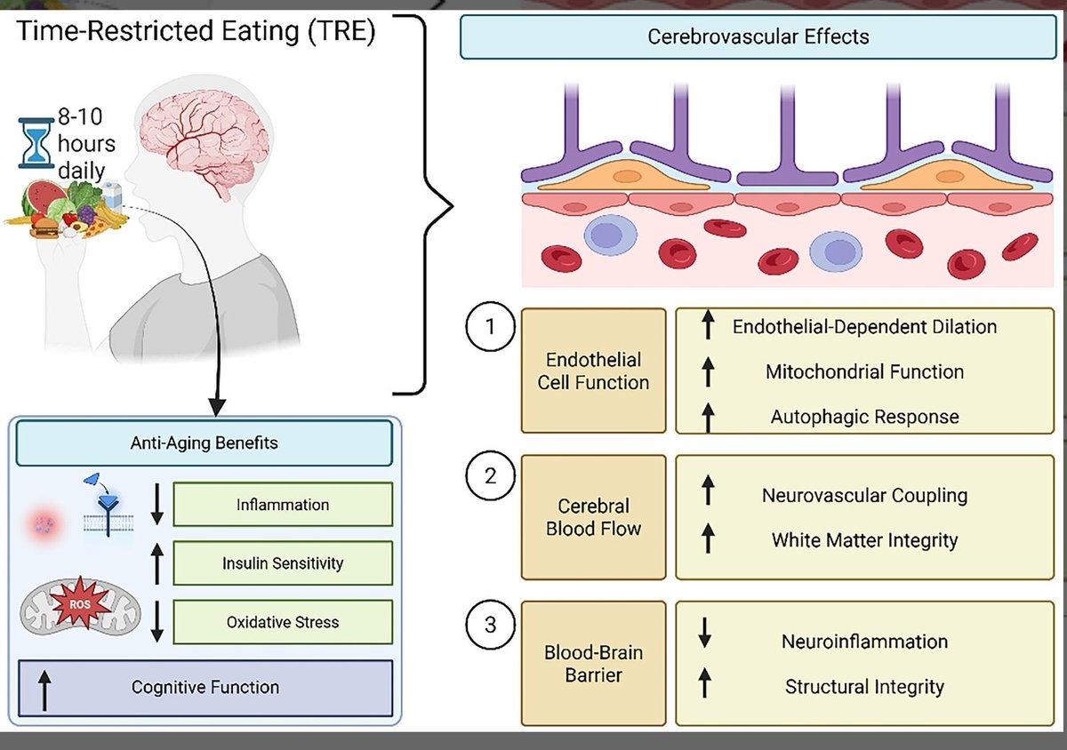 CMEINDIA1's tweet photo. Eat by the Clock, Protect the Brain: Mitochondrial Timing for Vascular Longevity

Time-Restricted Feeding, Mitochondria, and the Aging Cerebrovascular Unit

🔹 Cerebrovascular aging is fundamentally mitochondrial. With advancing age, endothelial mitochondria develop redox imbalance, impaired mitophagy, and bioenergetic inefficiency — driving oxidative stress, endothelial senescence, and dysfunction of the neurovascular unit.

🔹 Endothelial failure precedes cognitive decline. Loss of nitric oxide signaling, disrupted neurovascular coupling (NVC), and weakening of the blood–brain barrier (BBB) reduce cerebral perfusion and metabolic flexibility — mechanistic substrates for vascular cognitive impairment.

🔹 Microvascular vulnerability is amplified in the brain. Neural tissue operates at extreme metabolic demand; even subtle endothelial mitochondrial dysfunction translates into impaired synaptic energy delivery and neuroinflammation.

🔹 Time-restricted feeding (TRF/TRE) is a circadian metabolic reset. By aligning feeding windows with endogenous clocks — without calorie restriction — TRF restores mitochondrial efficiency and activates adaptive nutrient-sensing pathways.

🔹 Key molecular switches are engaged. TRF enhances AMPK and SIRT1 signaling, suppresses mTOR overactivity, improves mitophagy, reduces mitochondrial fragmentation, and promotes metabolic switching toward ketone utilization — a cleaner neuronal fuel.

🔹 Endothelial resilience improves. Restored mitochondrial signaling supports nitric oxide bioavailability, stabilizes BBB integrity, and preserves NVC — protecting the vascular interface that sustains cognition.

🔹 Metabolic timing influences vascular aging biology. TRF operates upstream of traditional risk-factor modification by directly targeting mitochondrial and endothelial repair programs.

🔹 Clinical implication: Circadian-aligned eating patterns may represent a practical, non-pharmacologic strategy to slow cerebrovascular aging and mitigate vascular contributions to cognitive decline.

🔹 Translational insight: Vascular healthspan and brain healthspan share mitochondrial governance — dietary timing is emerging as a modifiable regulator of this axis.

Source: Aging Cell — mechanistic review on mitochondrial dysfunction, endothelial aging, and time-restricted feeding in cerebrovascular health.
Link: https://t.co/lWWOYYihd4